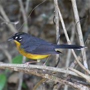 Fan-Tailed Warbler