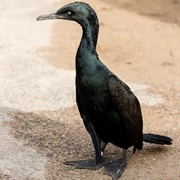 Bank Cormorant