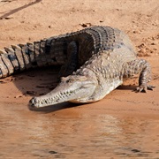 Freshwater Crocodile