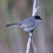 California Gnatcatcher