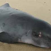 Dwarf Sperm Whale