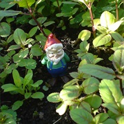 Plant a Gnome