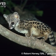 Common Genet