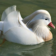 Mandarin Duck