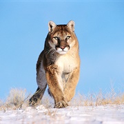 North American Cougar