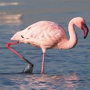 Lesser Flamingo