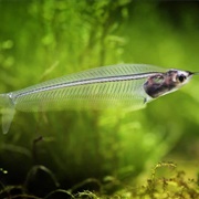 African Glass Catfish