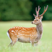 Sika Deer