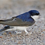 Common House-Martin