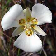 Sego Lily