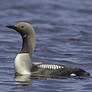 Arctic Loon