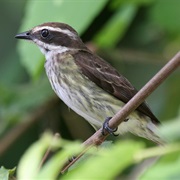 Piratic Flycatcher