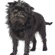 Affenpinscher