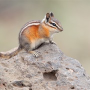 Yellow-Pine Chipmunk