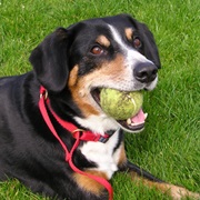 Entlebucher Mountain Dog