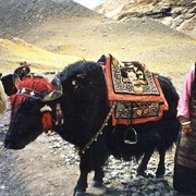 Yak