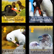 Falkland Islands - Birds and Young