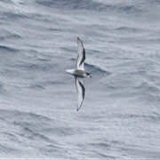 Mottled Petrel