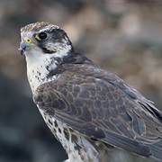 Saker Falcon (Multiple)