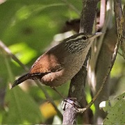 Sinaloa Wren