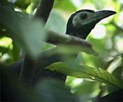 Bornean Ground Cuckoo