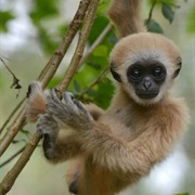 Gibbon