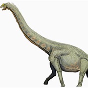 Barosaurus