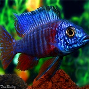 Peacock Cichlid