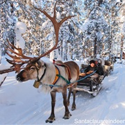 Reindeer Tour in Lapland