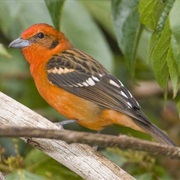 Flame-Colored Tanager