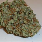 White Rhino