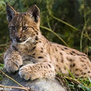 Eurasian Lynx