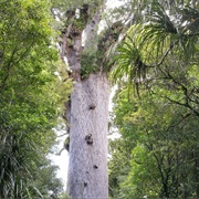 Tane Mahuta, New Zealand