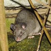 Chiapan Climbing Rat