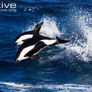 Hourglass Dolphin