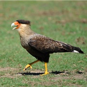 Southern Caracara (Caracara Plancus)