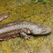 Chinese Giant Salamander