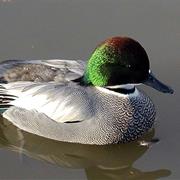 Falcated Duck