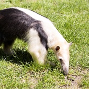 Southern Tamandua