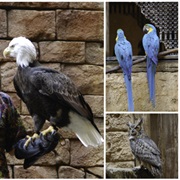 African Birds - Disney Animals