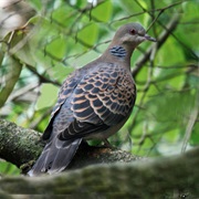 Oriental Turtle-Dove