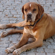 Portuguese Pointer