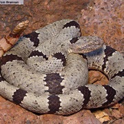 Rock Rattlesnake