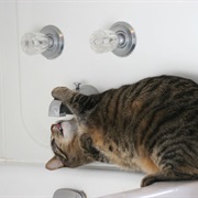 Drinking Water From Tap