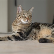 European Shorthair