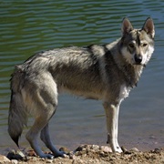 Tamaskan Dog