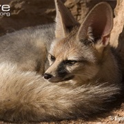 Blanford&#39;s Fox