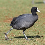 Hawaiian Coot