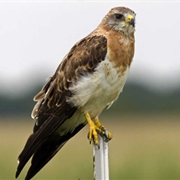 Swainson&#39;s Hawk