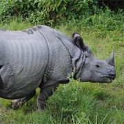 Nepalese Rhino